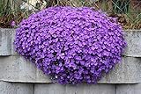 Blaukissen Violett 120 Samen, Aubrieta Violet