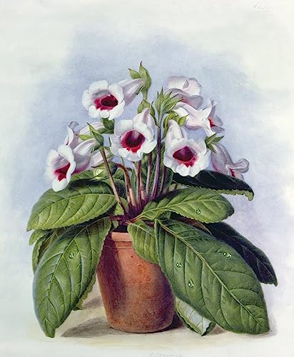 Lienzo Arte Pintura Gloxinia Augusta Innes Withers Cuadro Decorativos Oficina Pared 60x90cm