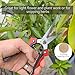 BELIJA Gardening Scissors Hand Pruner Pruning Shear with Straight Stainless Steel Blades, Flower Cutter Garden Clippers, 8.1 Inch (Red)