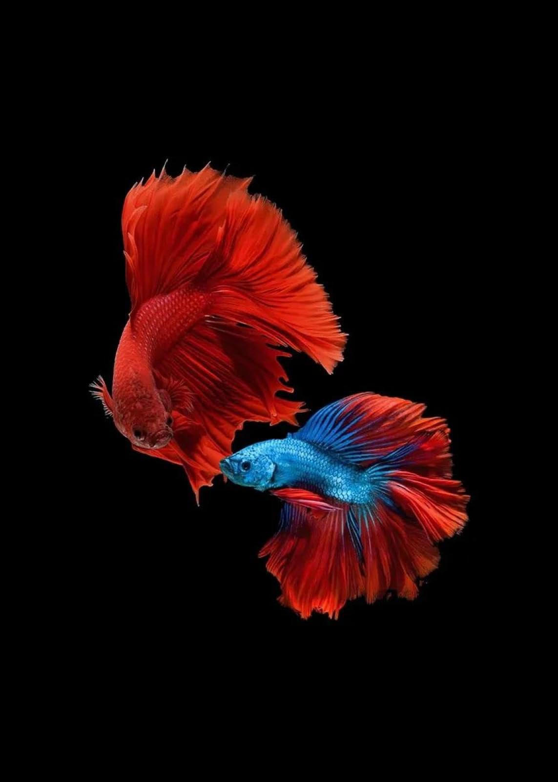 Baibexing Abstract Colorful Fish Koi Poster Prints Canvas Painting Wall Art Pictures Home Decor A9 30X40Cm Unframed