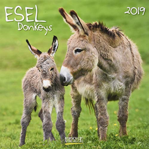 Esel (BK) 227419 2019: Broschürenkalender mit Ferienterminen und Bildern von süßen Eseln. 30 x 30 Esel (BK) 227419 2019: Broschürenkalender mit Ferienterminen und Bildern von süßen Eseln. 30 x 30
