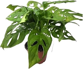 CoollectivePlants Monstera Swiss Cheese – Live Monstera Plant in 4″ Grower’s Pot, Easy Care and Low Maintenance Indoor Houseplant, Includes UniHeat Pack for Winter Protection