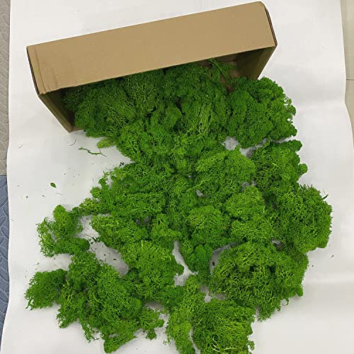 chenyan 130g pianta verde artificiale immortale fiore falso erba muschio casa soggiorno parete decorativa fai da te fiore mini accessori (verde 130g)