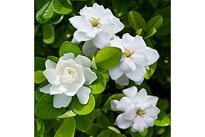 Gardinas Cape Jasmine Plant: Elegance and Fragrance for Your Home