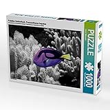 Puzle de palés de Cavendo con diseño de Peces, paracanthurus hepatus, 1000 Piezas, tamaño 64 x 48 cm, Imagen de Witkowski Bernd