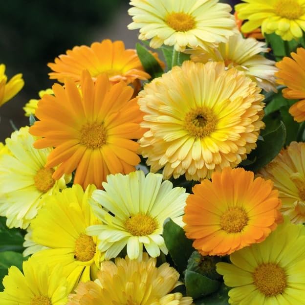 Calendula offinalis (Calendula, Dwarf Mixed: Fiesta Gitana) Flower Seeds, Multi-Colored Flowers, Highly Attractive to Pollinators, Seeds by MySeeds.Co, You Choose The Amount (1/2 LB)