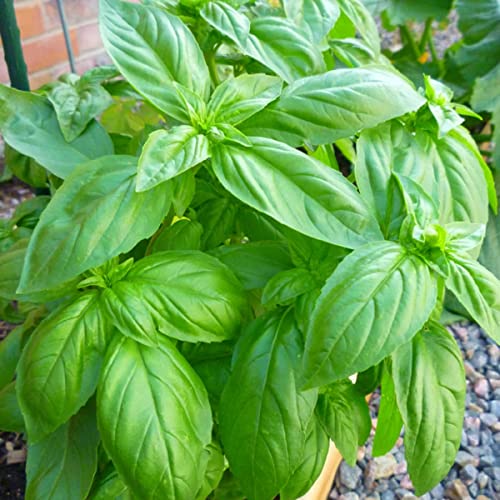 Italian basil seeds for planting,100% germination(70 seeds)