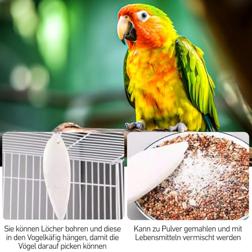 10 Stück 8-11 cm Sepiaschalen, Sepiaschalen für Schildkröten, handgemachte Tintenfischschalen geeignet zur Kalziumversorgung für Vögel, Schildkröten und Reptilien als Haustiere. – Bild 5