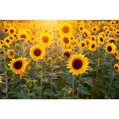 Diamond painting tournesol 70x160cm pour une décoration murale