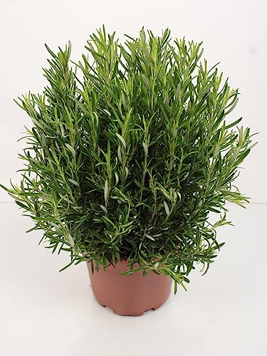 XXL Rosmarin 40-60 cm - Salvia rosmarinus - Frischer Rosmarin für Garten & Küche - Aromatisches Gewürz & Heilpflanze - Ideal für Kräutergärten, Grillen & Mediterrane Rezepte