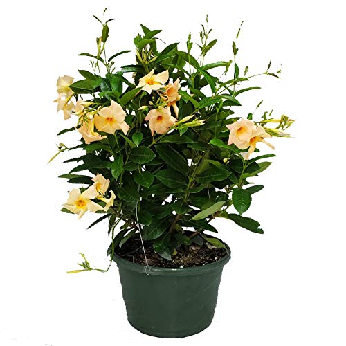 Tropical Plants of Florida Mandevilla Plant Hanging Basket - Apricot - 12" Basket - Overall Size 14" Wide by 18" Tall (Plant Only)