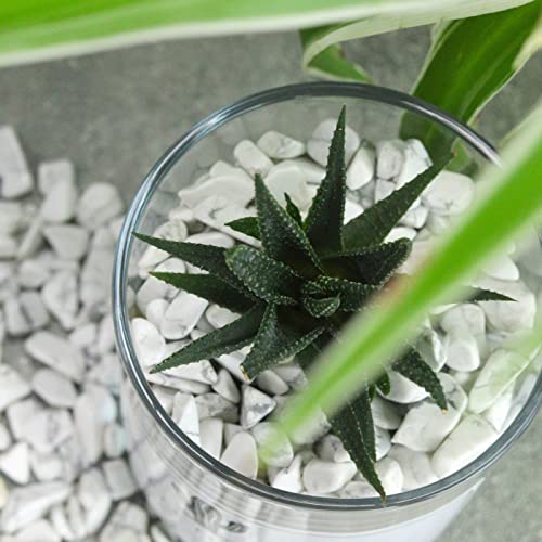 Image of 1lb Howlite Aquarium Gravel Rocks Natural Tumbled Healing Crystal Chips Bulk Gemstones Crushed Stones for Fountain Vase Filler Planters Decorative Fish Tank Potted Reiki Energy Balancing