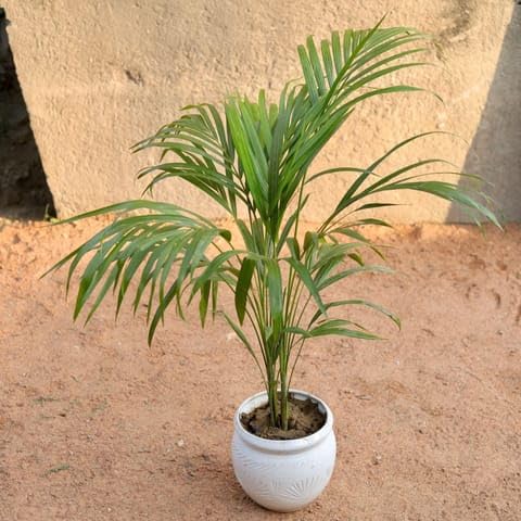 NATURE GARDEN Bloomify Plants Dwarf Areca Palm (~ 3 Ft) in 8 Inch Matki Ceramic Pot (Any Design, Colour)-image-14