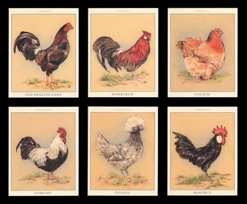 Poultry - Cochin, Hamburghs, Old English Game, Poland, Minorca and Dorking - Art Collectors Cards