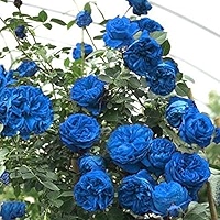 Amazon.com: Nuevas semillas frescas de rosas trepadoras de 50 piezas  Generic : Patio, Césped y Jardín