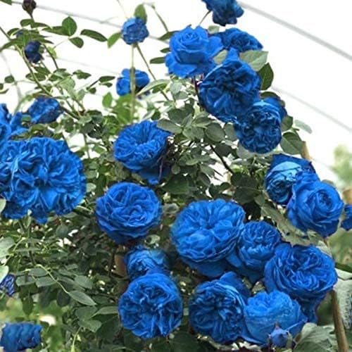 New Fresh 50PCs Climbing Rose Seeds Generic