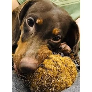 Nutties coconut husk fiber ball toy and magic toothbrush for dogs  2 sizes small   cucciolini doodles