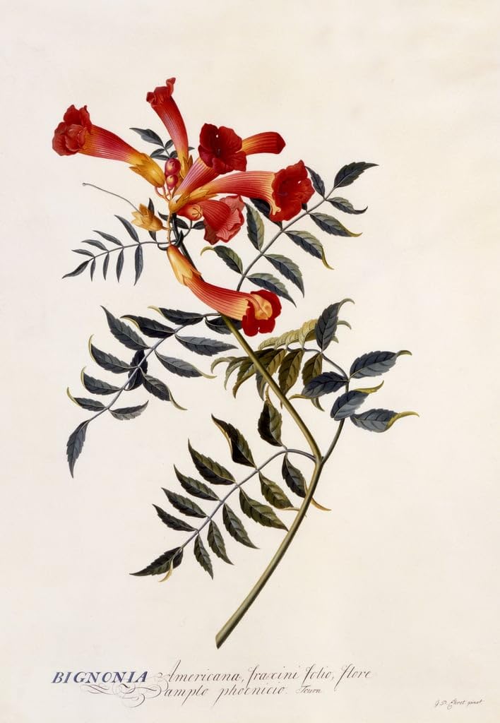 Affiche Bignonia de Georg Dionysius Ehret impression toile luxe - 5