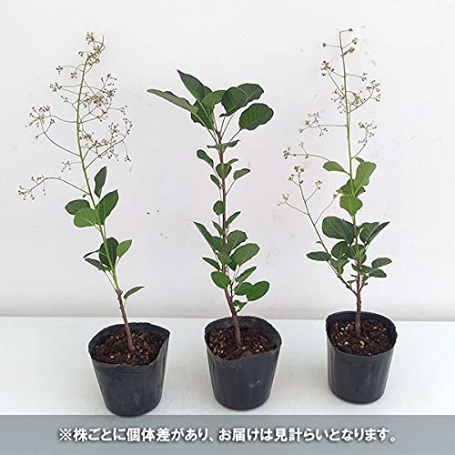 Amazon.co.jp: スモークツリー：リトルルビー3号ポット[ラブリーレッド