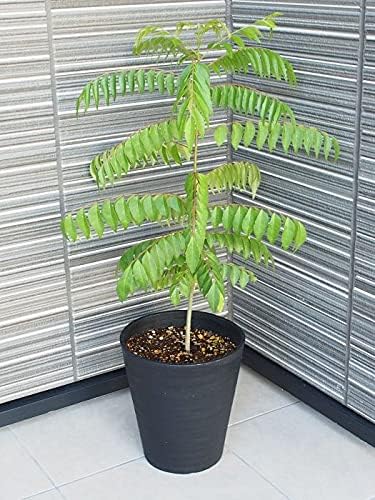 Amazon たっぷり使える スパイスハーブ カレーリーフの木 カレーの木 7号大株鉢 植え替え不要 カレー パスタ皿 オンライン通販