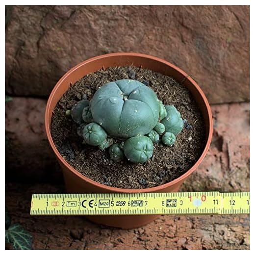 Lophophora williamsii caespitosa mín. 6 cm
