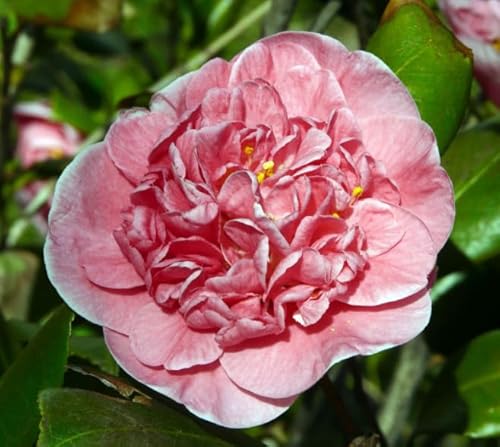Vivaio Garden Forest Camelia Japonica "​California" Vaso 18 cm H 90 cm – Arbusto Sempreverde a Fiori, Pianta Ornamentale da Giardino