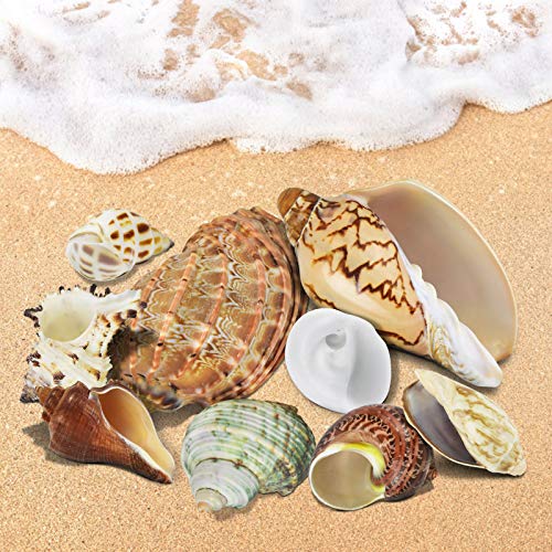KATUMO Hermit Crab Shells, 9 Types Small Medium Natural Growth Turbo Seashells 0.6-2.5'' Various Opening Size for Hermit… - Image 6
