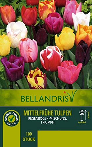 mgc24 Mittelfrühe Tulpenmischung Regenbogen - 100 Blumenzwiebeln (ca. 10-11mm)