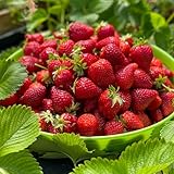 Plants de fraisiers 'Portola' Fraises persistantes, fruits très sucrés de mars   coffret de 10 plants FRAISES   super fruits pour le jardin et le balcon