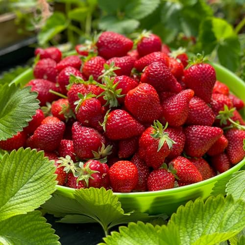 Plants de fraisiers 'Portola' Fraises persistantes, fruits très sucrés de mars - coffret de 10 plants FRAISES - super fruits pour le jardin et le balcon