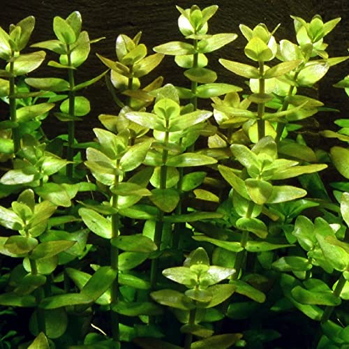 AquaOne Aquarium Pflanzen I 5X Wasserpflanzen I Hintergrund Aquarienpflanzen I Ludwigia Echinodorus Bacopa Hygrophila Vallisneria I Set mit 5 Hintergrundpflanzen - Image 7