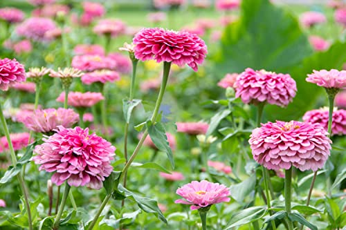 500+ Mix Colors Zinnia Seeds For Planting Outdoors, Heirloom Non-Gmo 90% Germination, Open Pollinated, Wonderful Gardening Gifts #TOP5