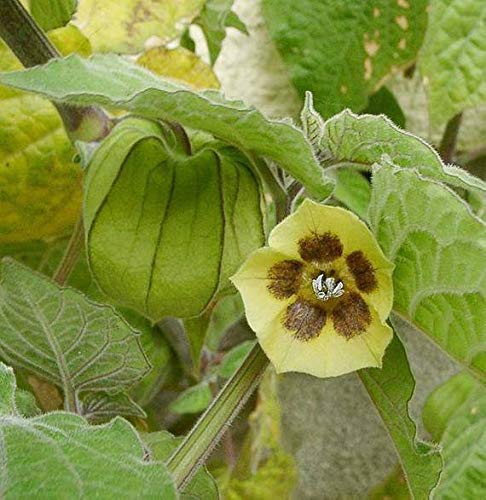Physalis peruviana | Cape Gooseberry |Peruvian Ground Cherry|PohaBerry| 50_Seeds