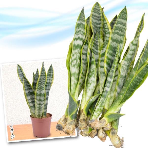 Amazon.co.jp: 観葉植物 サンスベリア ローレンティ 10株 / 国華園 25