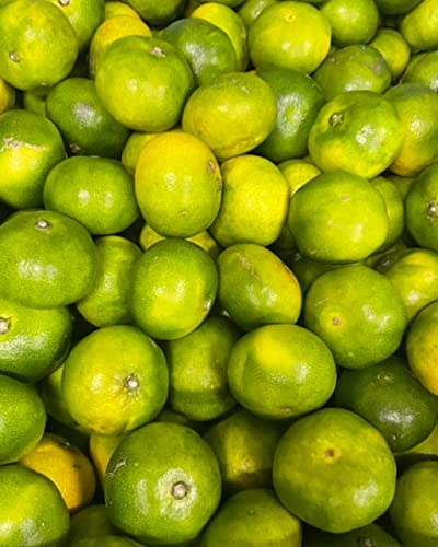 ESC愛媛県玉津産極早生みかん家庭用極小サイズ9 kg(3kg+保証量200g)×3箱