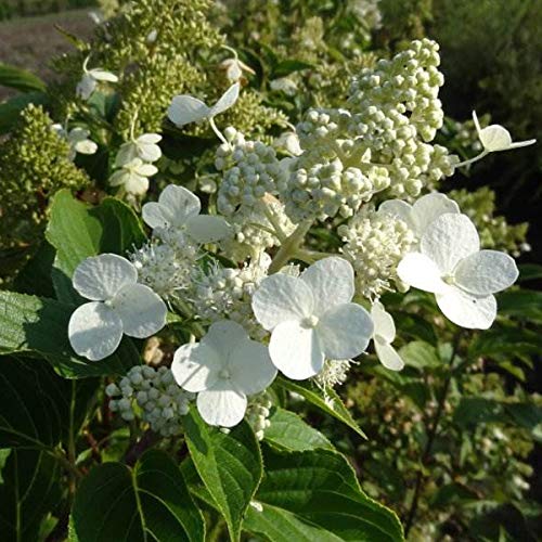 Hydrangea Paniculata 'Kyushu'- Hortensia paniculé 'Kyushu' 40-50 cm en conteneur