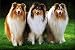 Produktbild ZXXGA 5D DIY Diamond Painting Polnische Tiefland-Schäferhund Sheltie Full Square Diamond Stickerei Haustier für Wohnkultur Kunsthandwerk Rahmenlos 45x60cm