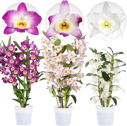 Orchidée Bambou Dendrobium Nobile Collection - 3 Plante Intérieur Naturelle - 30-40 cm - Avec fleurs et parfumées - Naturelle Plante de Hollande (pas de graines, non artificielle)