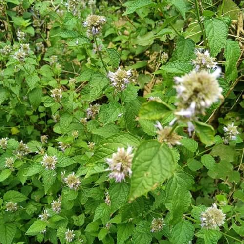 semillas de ortiga perfumada, semillas silvestres para camas elevadas productos sostenibles para el jardín regalos jardineros 150pcs