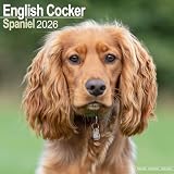 Avonside Cocker Spaniel Angielski 2027 Kalendarz z Naklejkami Organizacyjnymi, 16-Miesięczny Kwadratowy Kalendarz Ścienny (wrz 2026 - gru 2027), Planer dla Miłośników Psów, 29,5 x 29,5 cm