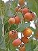American Persimmon, Diospyros virginiana, 10 Tree Seeds (Edible Fruit, Hardy)