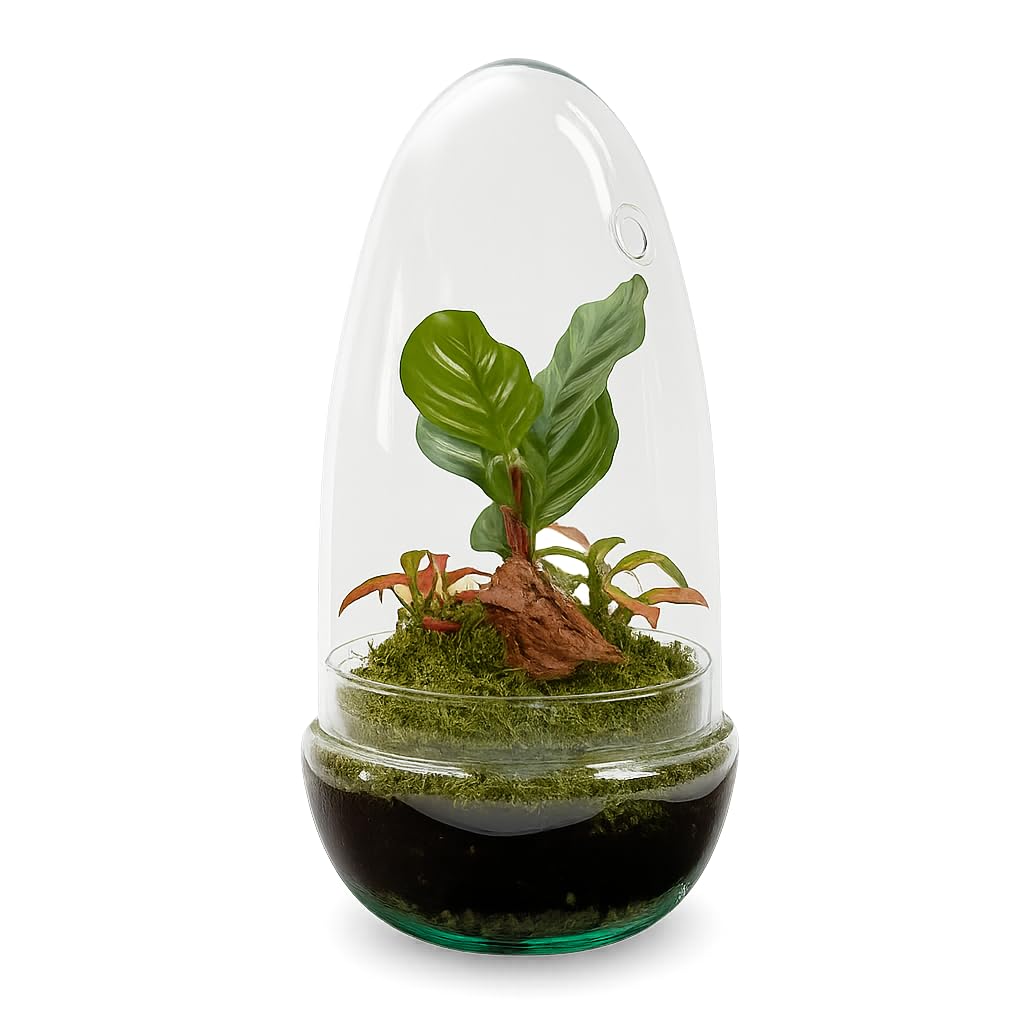 Garden Center Shop | Terrario Planta Natural Egg MAKOFITT 12x22 cm | Ecosistema Cerrado en Cristal | Mini Jardín Vivo | Decoración Original y Sostenible