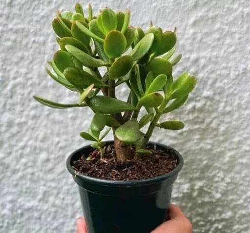 OyeBoy crasulla plant | Dhanlaxmi plant for home | lucky vastu plant by OyeBoy (B0CW32Z8RV) Amazon Price History, Amazon Price Tracker