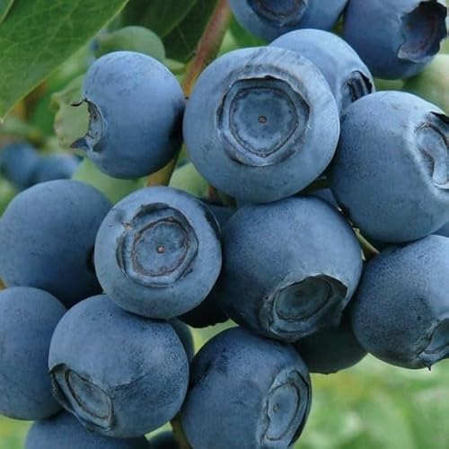 Myrtille Tardive Chandler 1L - Plante de Jardin, Arbres fruitiers - la Décoration Parfaite pour Votre Propriété - Pour les Débutants et les Jardiniers Professionnels