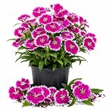Pink Purple Dianthus Live Plant, Dianthus Flowering Plant, 4-6 Inch Tall