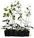 9Greenbox Jasmine Confederate Starter Plants, 4 Pound (Pack of 10)