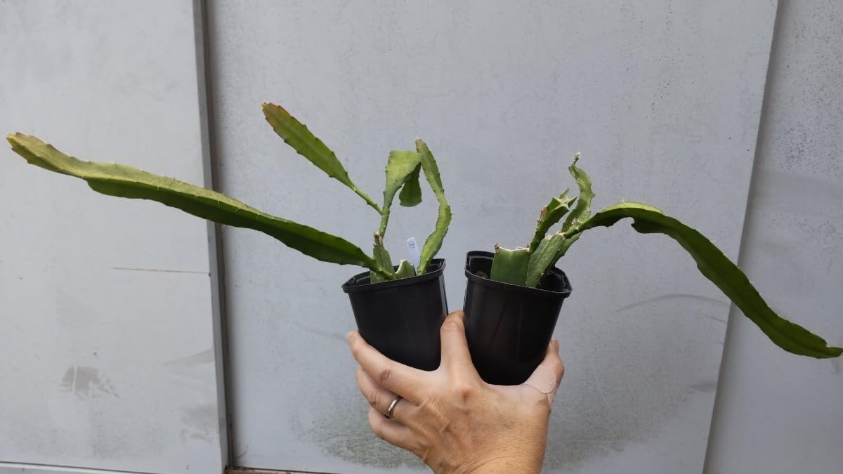 Amazon.co.jp: □2個セット□クジャクサボテン 2.5号Epiphyllum 品種