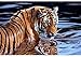 Produktbild Nomte Tiger Night Jigsaw Puzzles 1000 Teiliges Riesen Puzzle Aus Holz 1000 Teiliges Puzzle Für Erwachsene 50 * 75 cm Puzzles Für Erwachsene Teenager