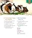 Guinea Pigs (Complete Pet Owner's Manuals)
