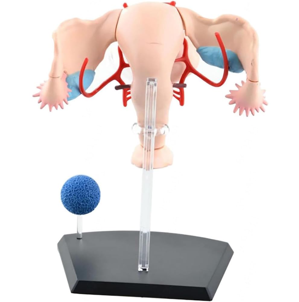 Genérico Modelo Anatómico del Sistema Reproductor Femenino 4D, 19 Partes Desmontables Útero, Ovario, Músculo para Estudio, Exhibición, Enseñanza Médica y de Fisiología